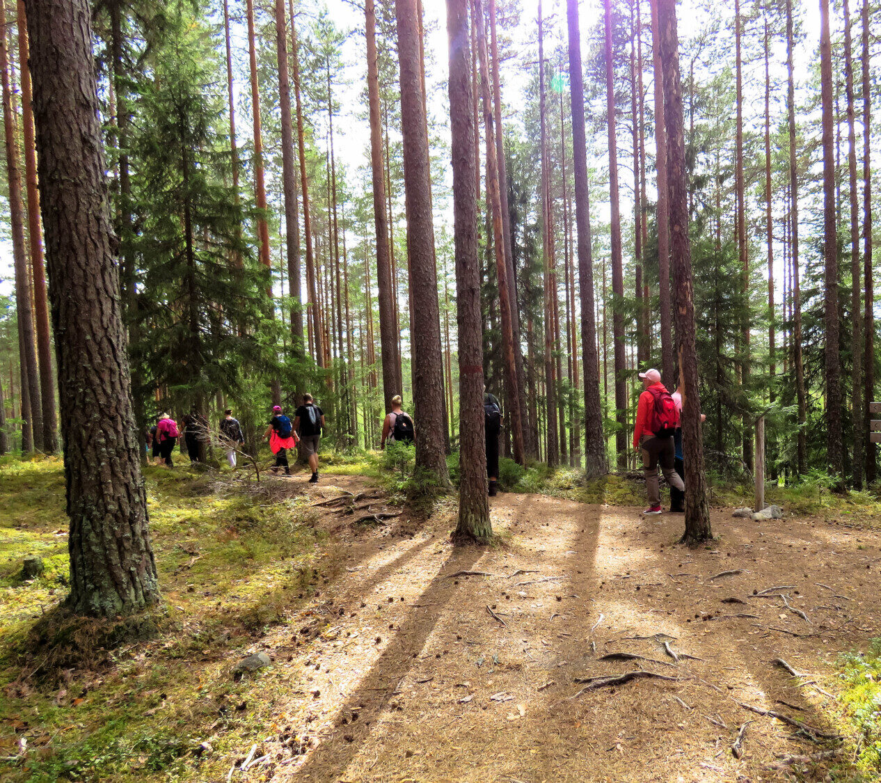 Ihmisiä kävelemässä metsässä