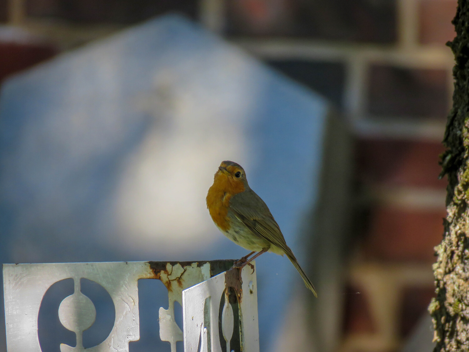 Pikkulintu kyltin päällä