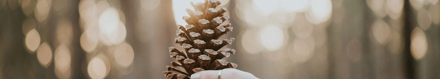 Nainen pitää käsissään käpyä.