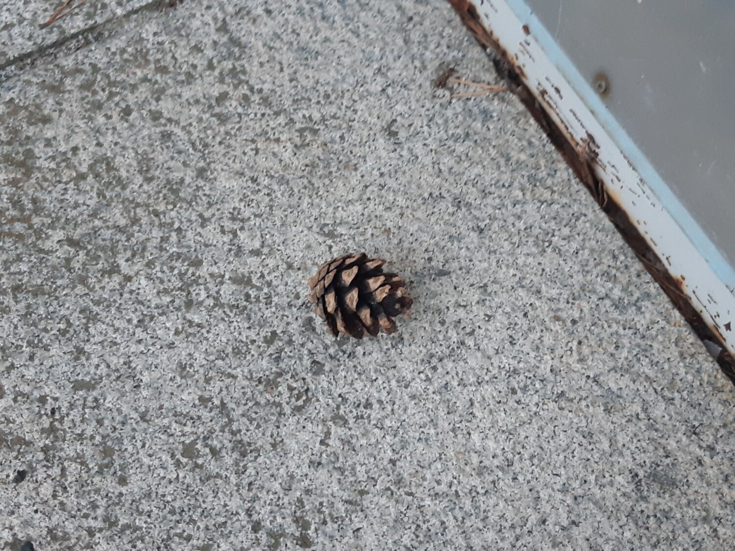 Kuvituskuva, käpy betonilla