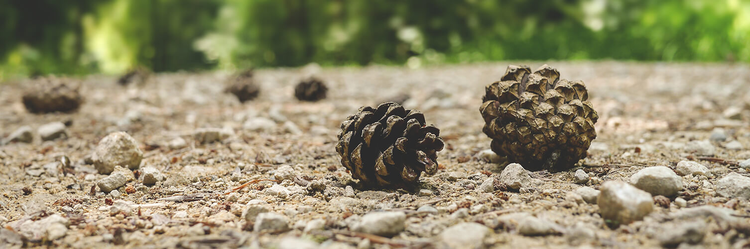 Kaksi männynkäpyä metsäpolulla.