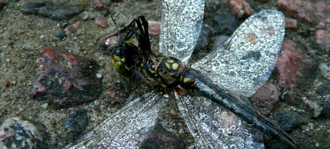 Selällään maassa makaava hyönteinen