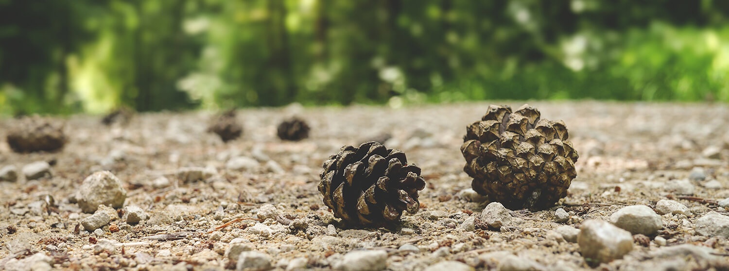 Kaksi käpyä metsäpolulla.