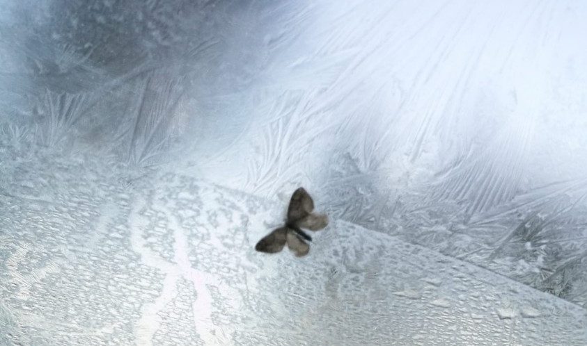 Yöperhonen huurtuneella lasilla, taustalla tummia puita