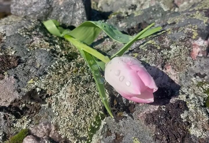 Vaaleanpunainen tulppaani kalliolla