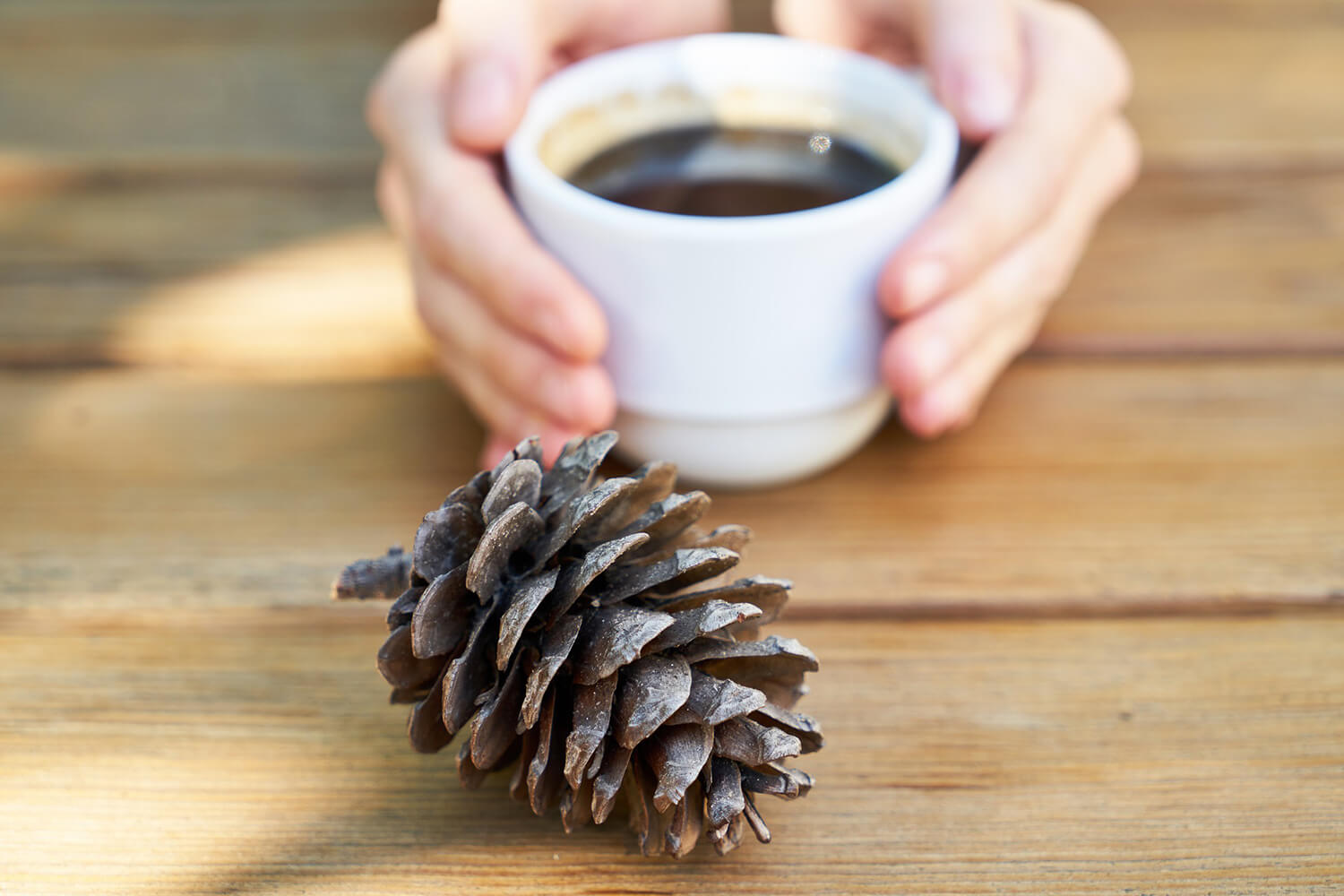 Käpy ja ihminen pitää kahvikuppia käsissään.