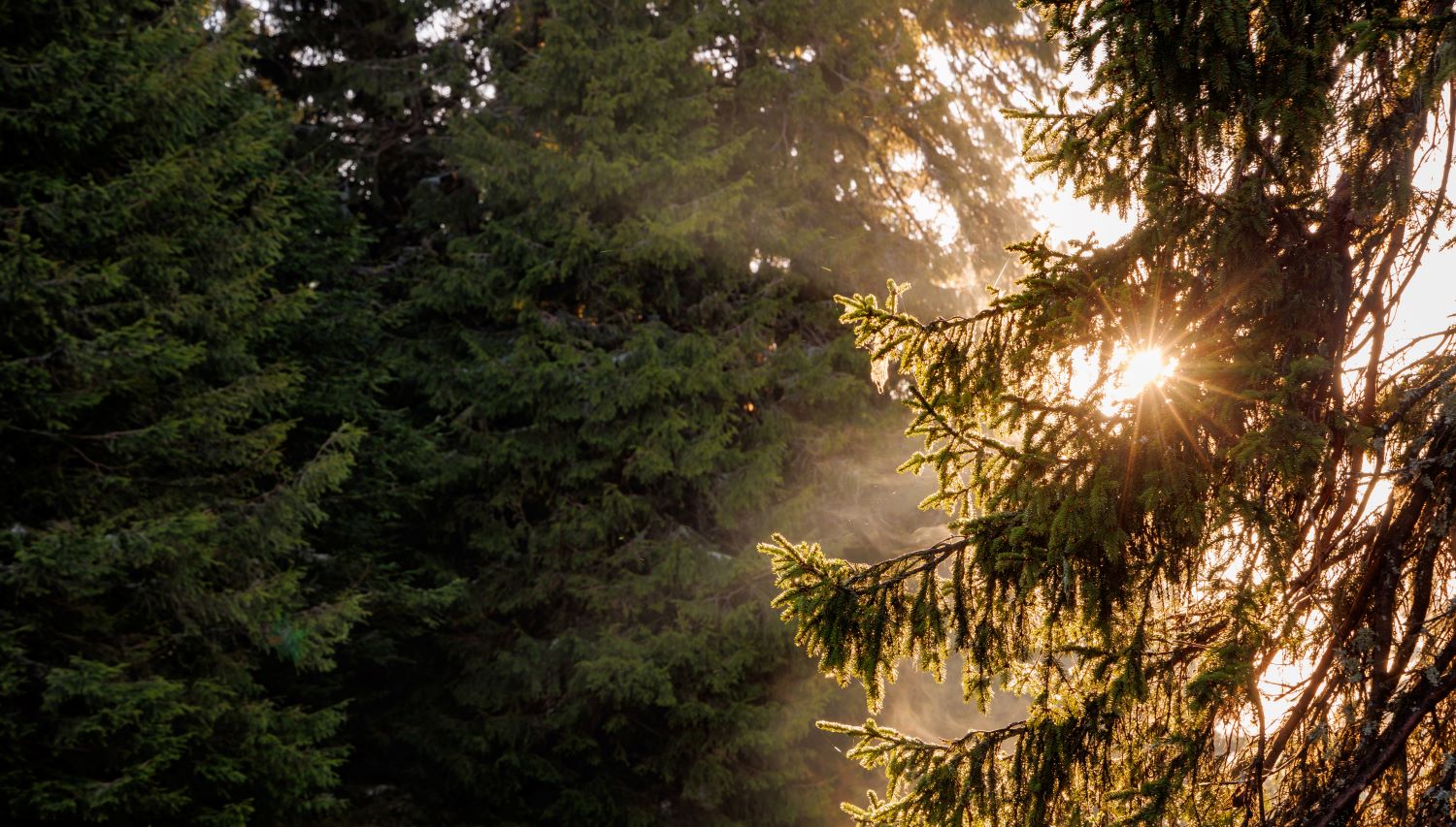 Havumetsää, aurinko pilkottaa oksan takaa