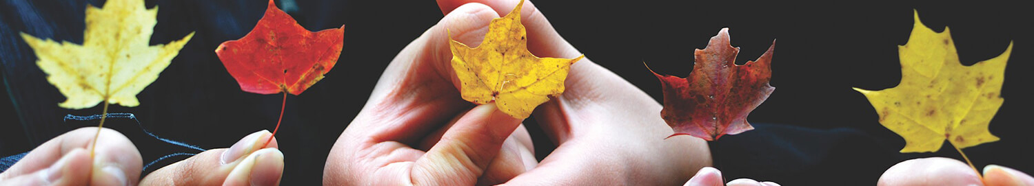 Useita henkilöitä pitää yksittäisiä vaahteranlehtiä käsissään.