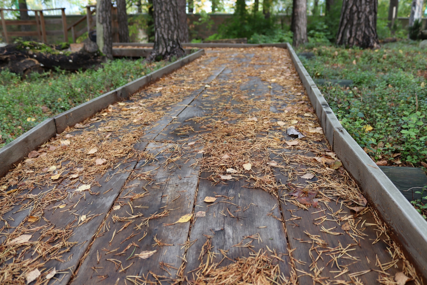 Eteenpäin kaartuva lankkupolku, jossa syksyisiä havunneulasia